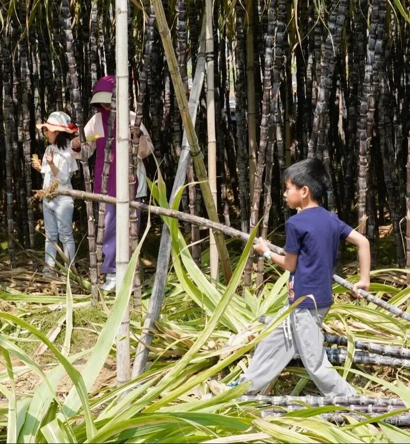 广州高校学子喊话想吃甘蔗？南沙：安排！果蔗送出近千吨