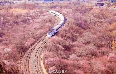 年度限定!北京今年的花海列车上线了 年度限定!北京今年的花海列车上线了