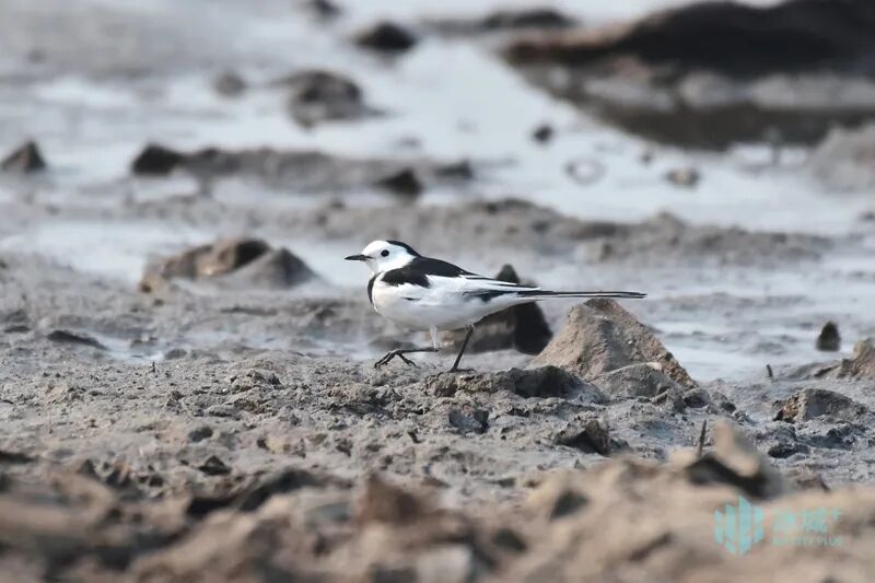 松花江畔偶遇“张飞鸟”！冰城早春归鸟稀客频现