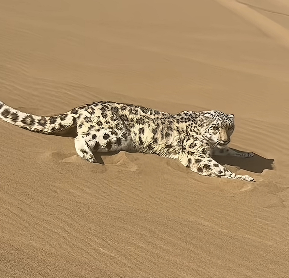 雪豹出现在新疆沙漠,主动钻到游客车底乘凉,救护人员:的确少见,也说明环境在变好 雪豹出现在新疆沙漠,主动钻到游客车底乘凉,救护人员:的确少见,也说明环境在变好