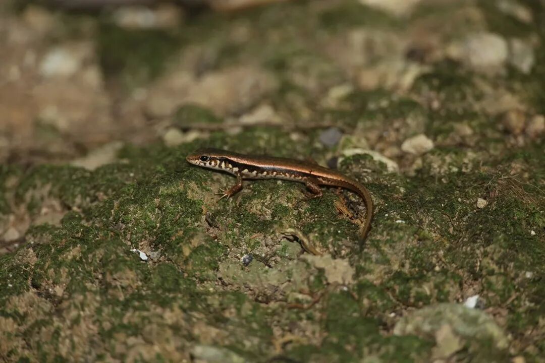 又一新物种现身广州从化 又一新物种现身广州从化