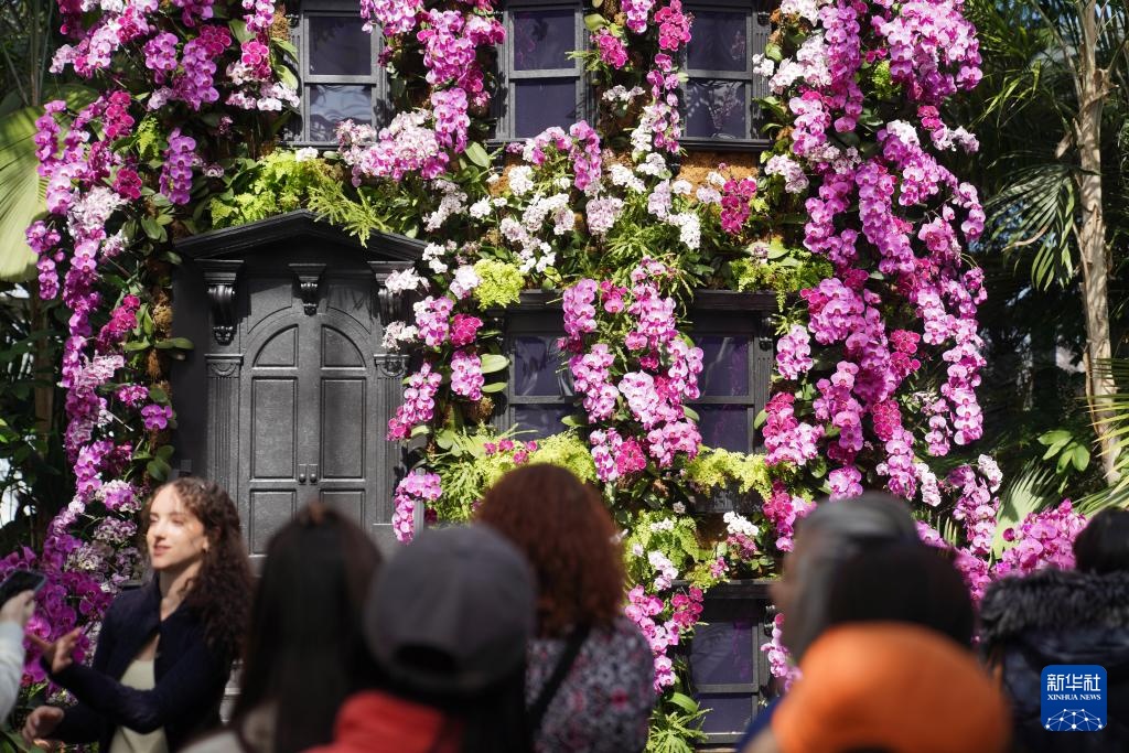 纽约植物园:兰花盛开迎春天 纽约植物园:兰花盛开迎春天