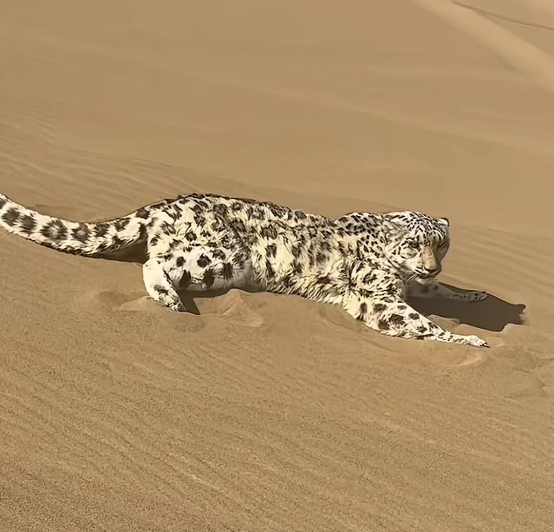 罕见！雪豹现身新疆沙漠，钻到游客车底乘凉...