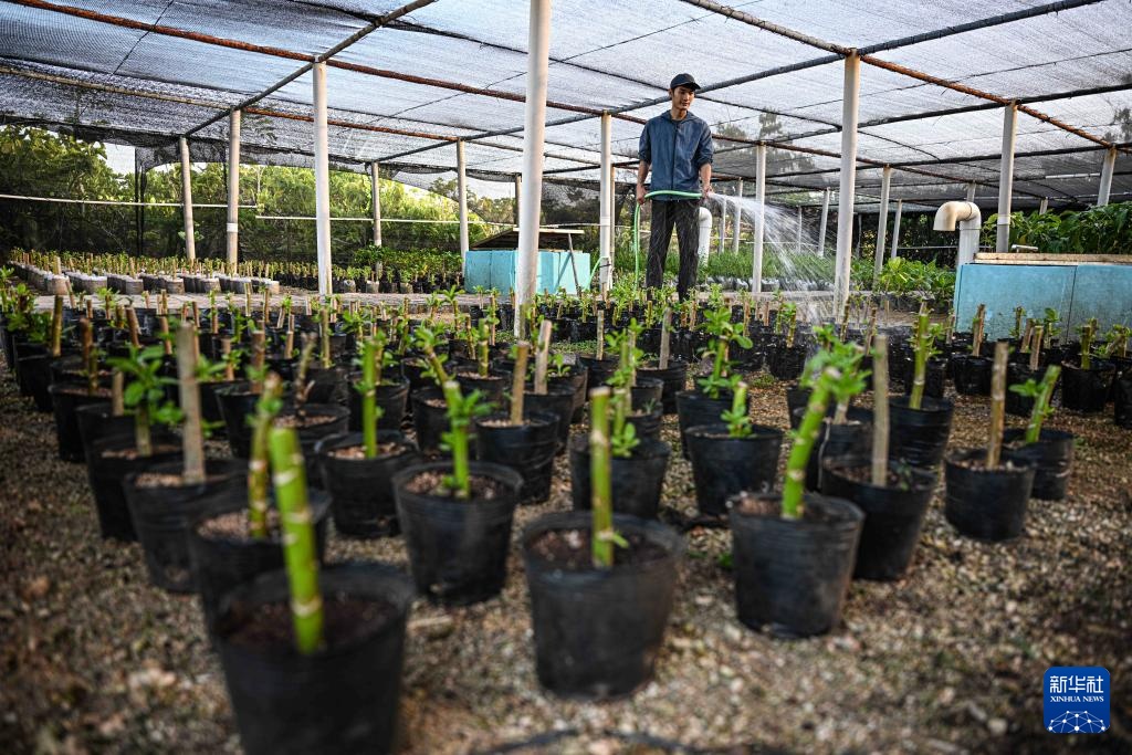 海南三沙赵述岛：从荒芜小岛到生态家园