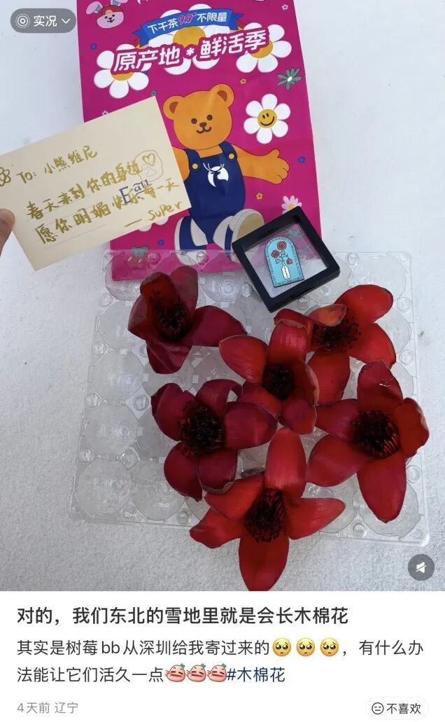 全国网友求邮寄!深圳的木棉花开到了东北的雪地里 全国网友求邮寄!深圳的木棉花开到了东北的雪地里