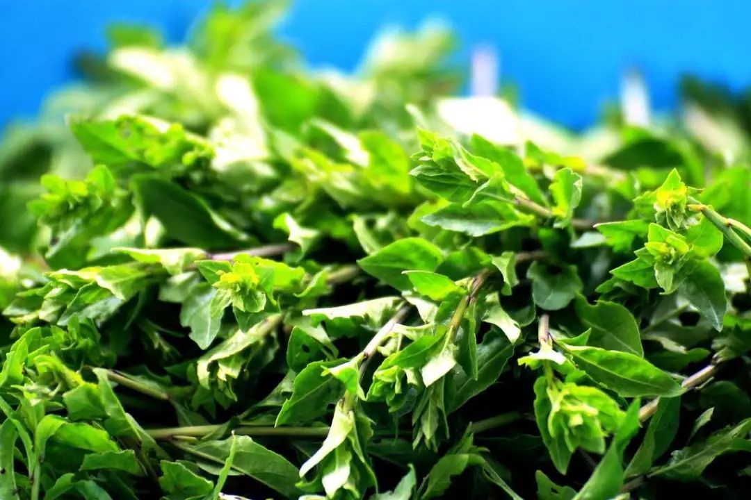 食安科普丨时令野菜抢“鲜”上市 怎么安全食用？