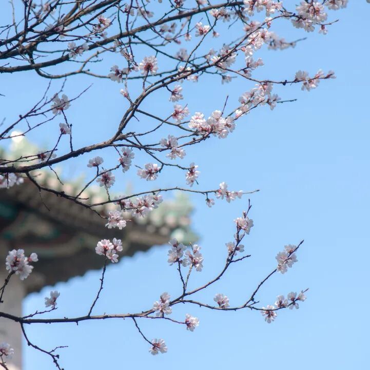 春暖花开，眼睛却痒得难受？当心过敏性结膜炎