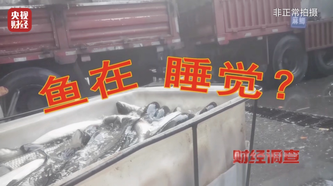 央视曝光“运输过程中喂麻药让活鱼‘休眠’”，重庆市场监管局通报