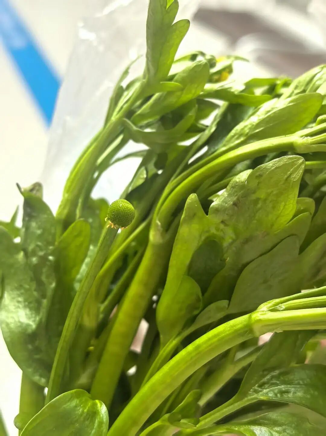 注意!最近大量出现,千万别乱吃!有人被紧急送医抢救 注意!最近大量出现,千万别乱吃!有人被紧急送医抢救