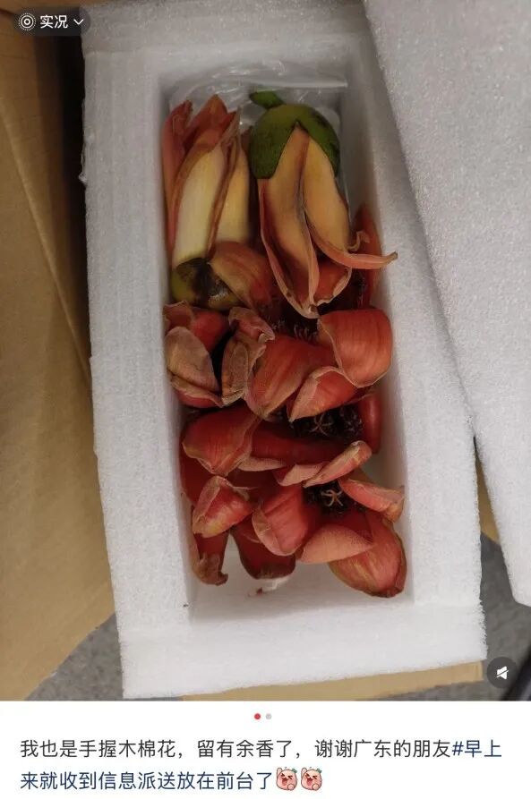 全国网友求邮寄!深圳的木棉花开到了东北的雪地里 全国网友求邮寄!深圳的木棉花开到了东北的雪地里