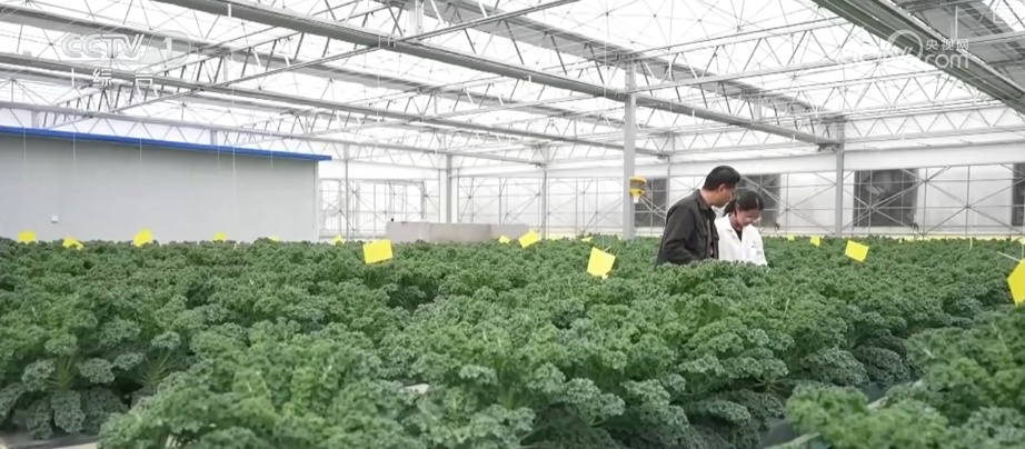 农业浇水从“凭经验”变“AI决策” 我国用水效率部分领域实现领跑