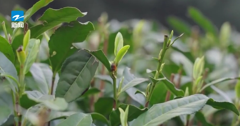 价格万元以上，头采西湖龙井全手工茶被预订一空！降价要等到…