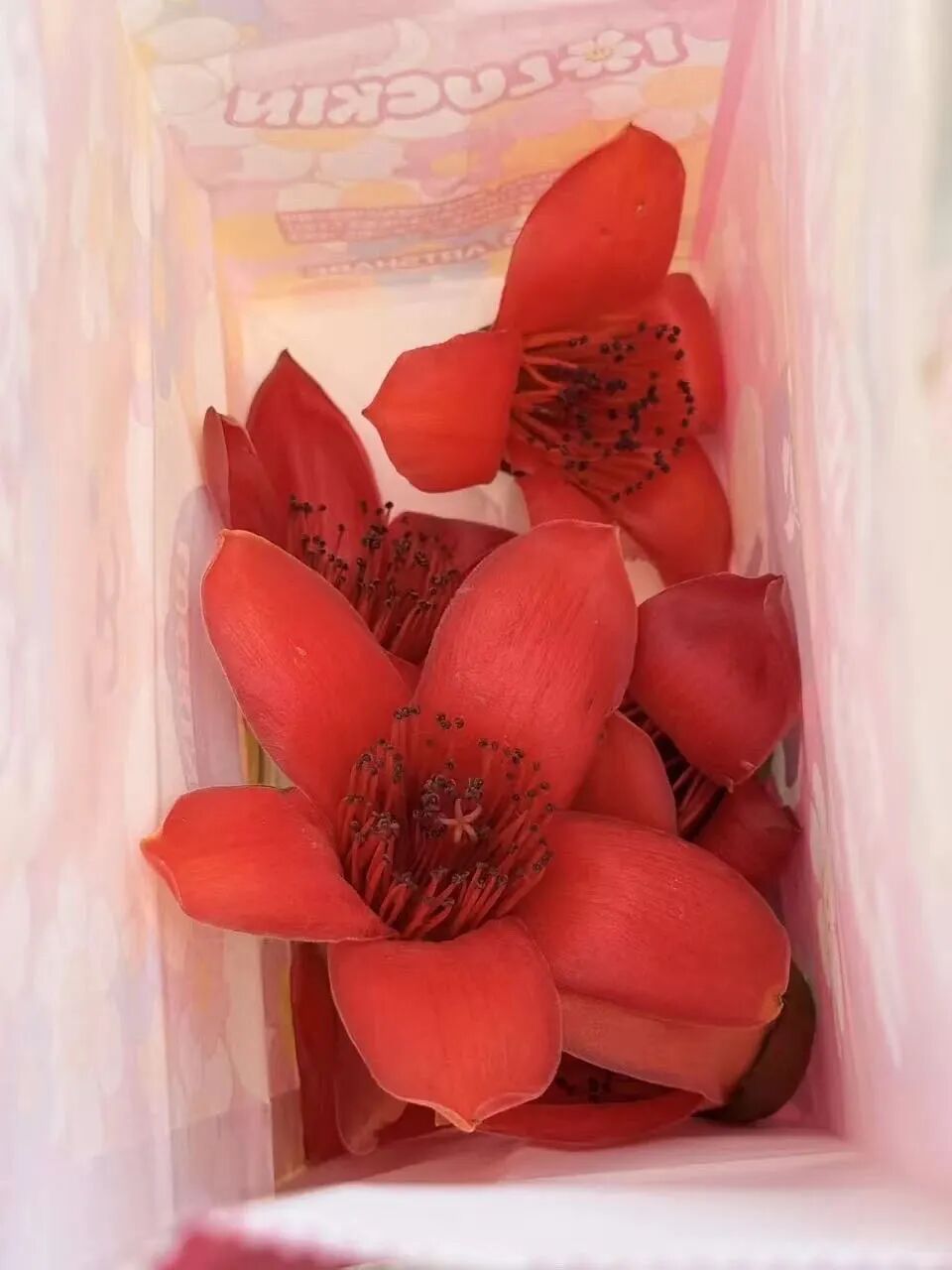 全国网友求邮寄!深圳的木棉花开到了东北的雪地里 全国网友求邮寄!深圳的木棉花开到了东北的雪地里