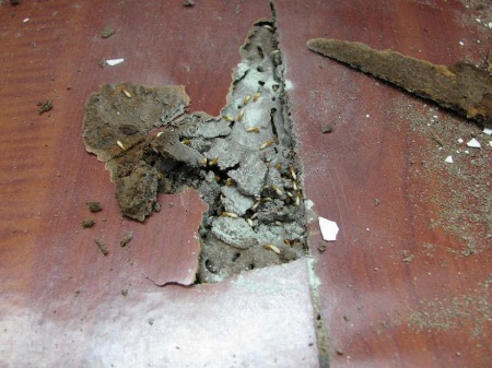 关窗！江苏一市重要提醒：进入白蚁分飞高峰期