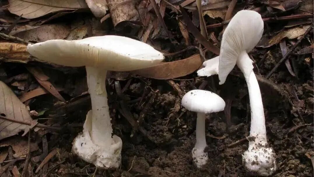 近期大量出现！紧急提醒：有毒，别吃