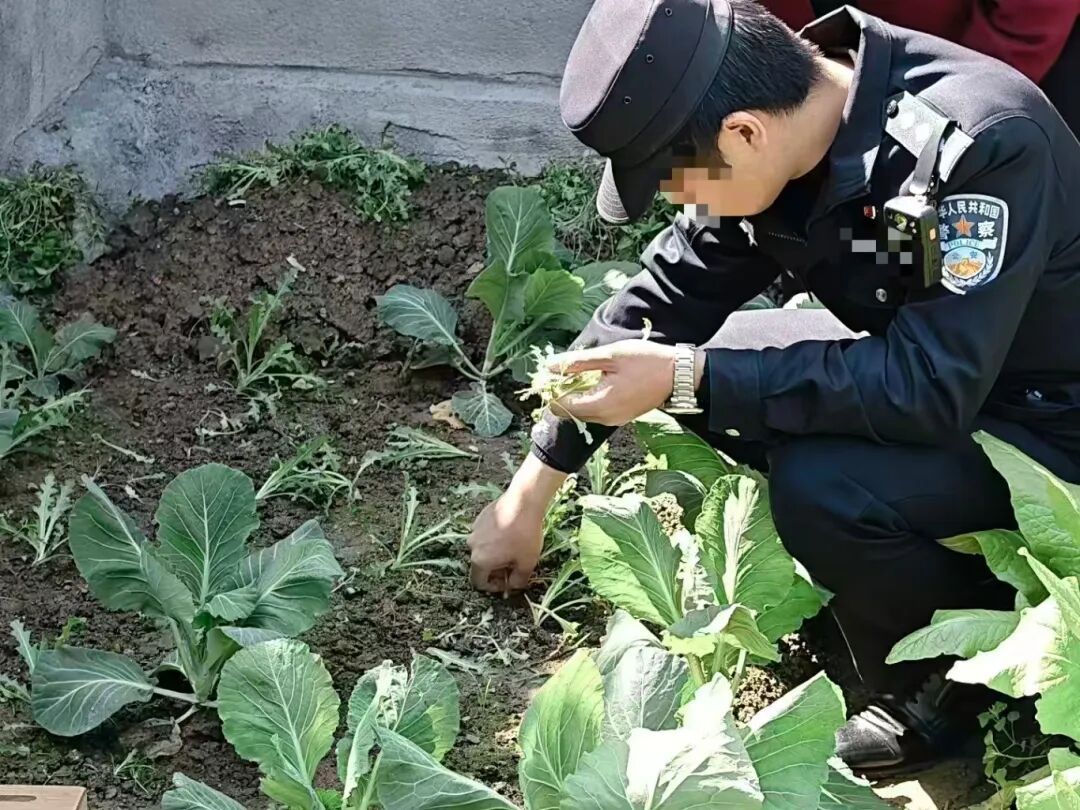 这不是“菜”，更不是“药”！种一株也违法，别让侥幸触碰法律红线