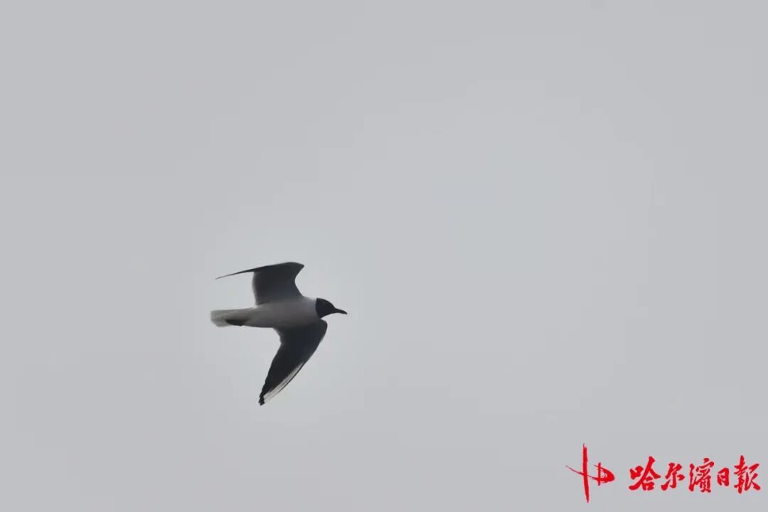 “长情老友”踏春归!江鸥先遣队抵哈,开启长达8个月的陪伴 “长情老友”踏春归!江鸥先遣队抵哈,开启长达8个月的陪伴