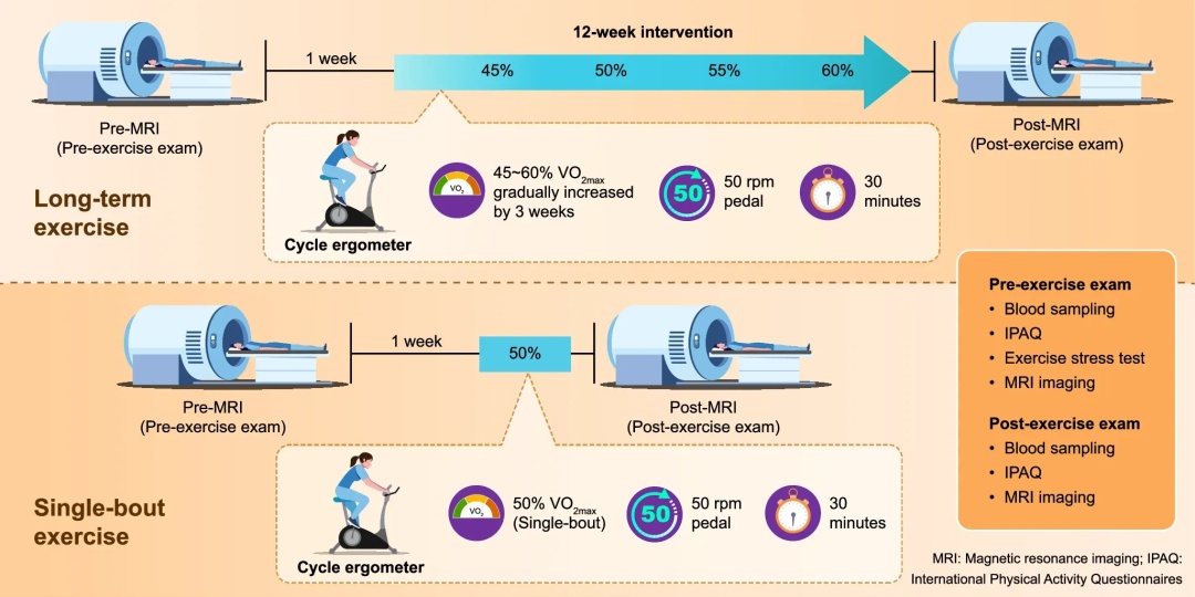 运动“长脑子”被证实：坚持3个月，大脑变化太明显