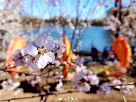 美！圆明园第一波桃花开了