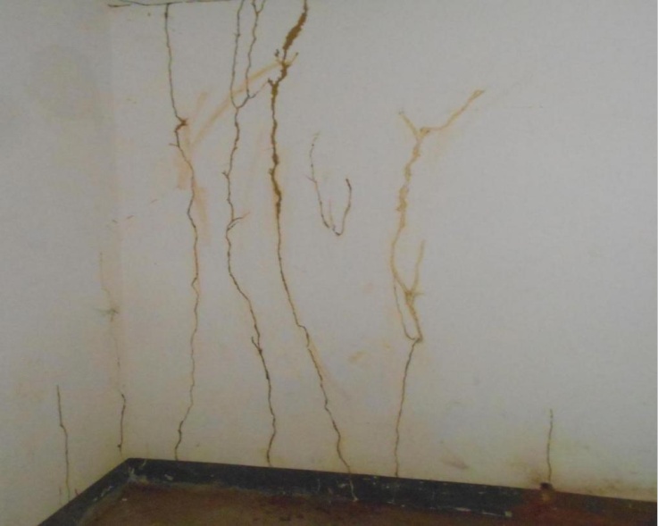 关窗！江苏一市重要提醒：进入白蚁分飞高峰期