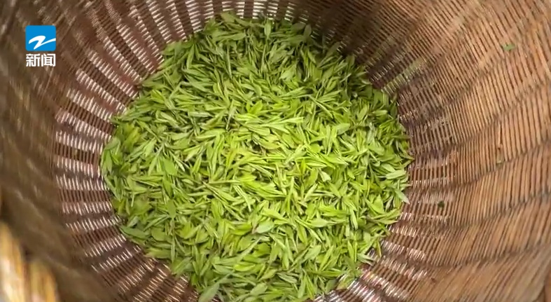 价格万元以上，头采西湖龙井全手工茶被预订一空！降价要等到…