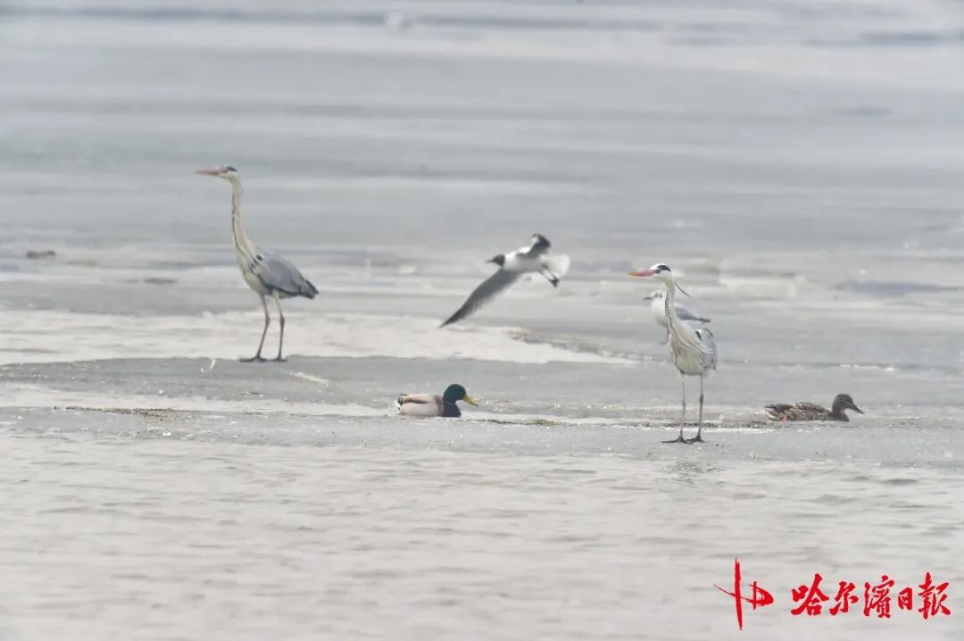 “长情老友”踏春归!江鸥先遣队抵哈,开启长达8个月的陪伴 “长情老友”踏春归!江鸥先遣队抵哈,开启长达8个月的陪伴