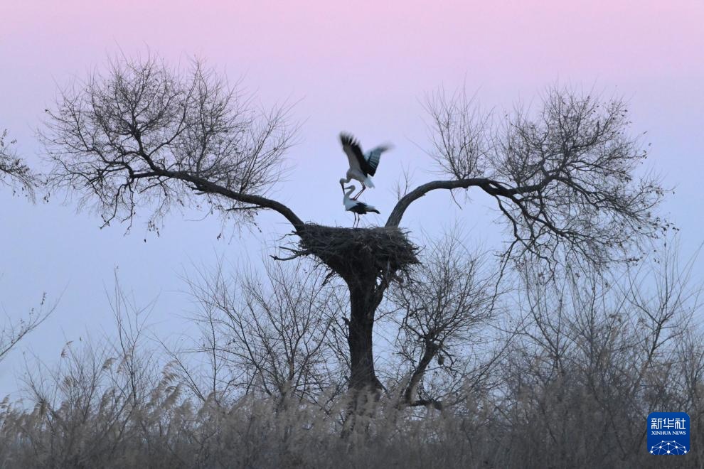 冰雪渐融春意动 候鸟归飞入画屏