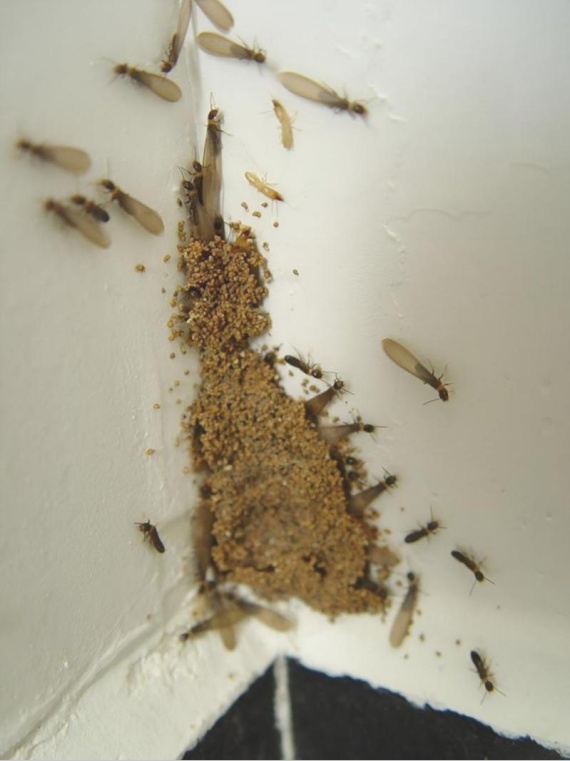 关窗！江苏一市重要提醒：进入白蚁分飞高峰期