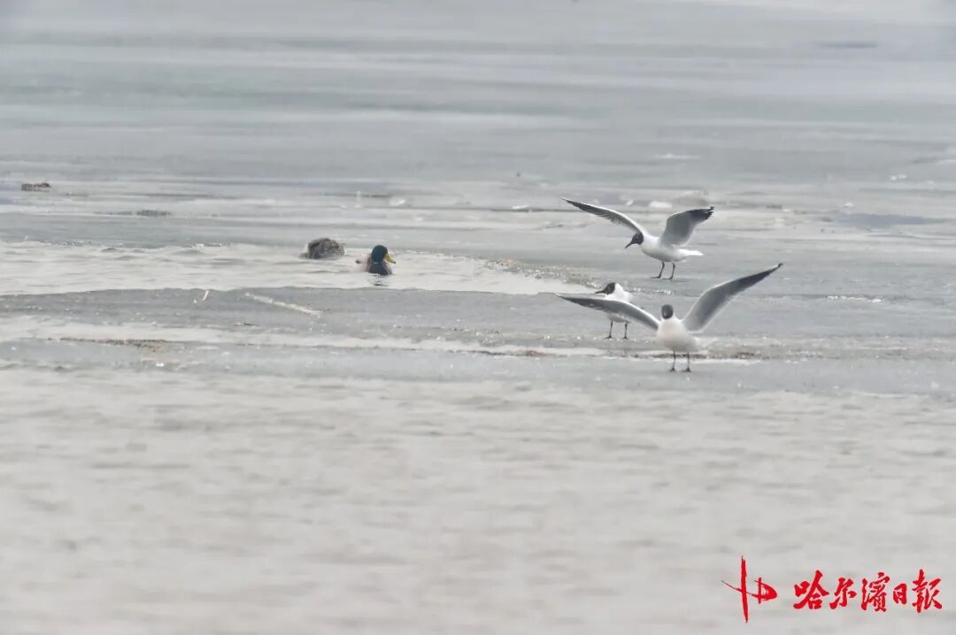 “长情老友”踏春归!江鸥先遣队抵哈,开启长达8个月的陪伴 “长情老友”踏春归!江鸥先遣队抵哈,开启长达8个月的陪伴