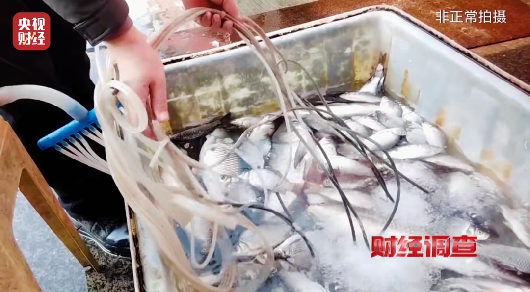“活鱼被人为麻醉”，央视曝光！存在健康隐患→