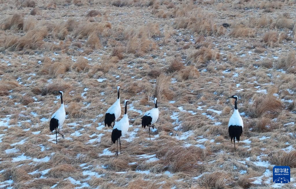冰雪渐融春意动 候鸟归飞入画屏