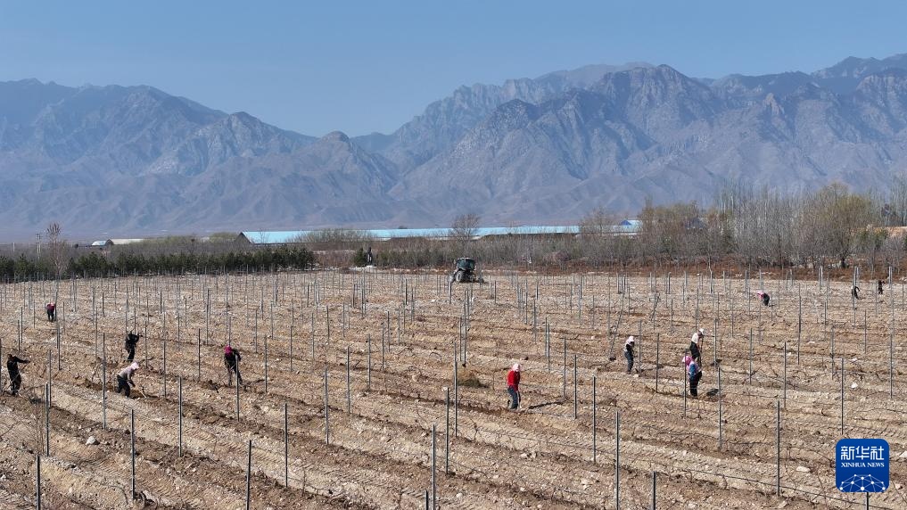贺兰山下酿酒葡萄展藤 贺兰山下酿酒葡萄展藤