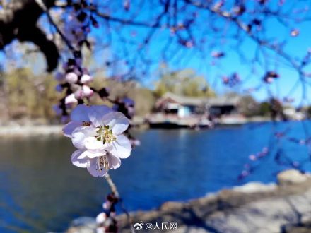 美！圆明园第一波桃花开了
