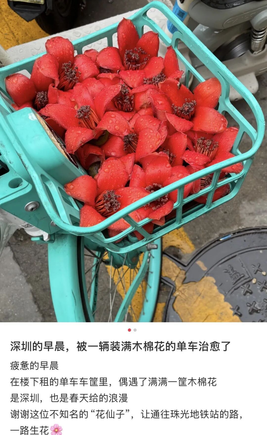 全国网友求邮寄!深圳的木棉花开到了东北的雪地里 全国网友求邮寄!深圳的木棉花开到了东北的雪地里