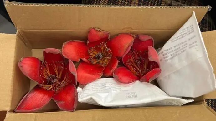 全国网友求邮寄!深圳的木棉花开到了东北的雪地里 全国网友求邮寄!深圳的木棉花开到了东北的雪地里