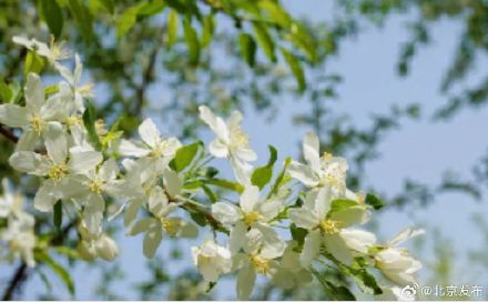 “元大都的海棠开了吗？”最新预测