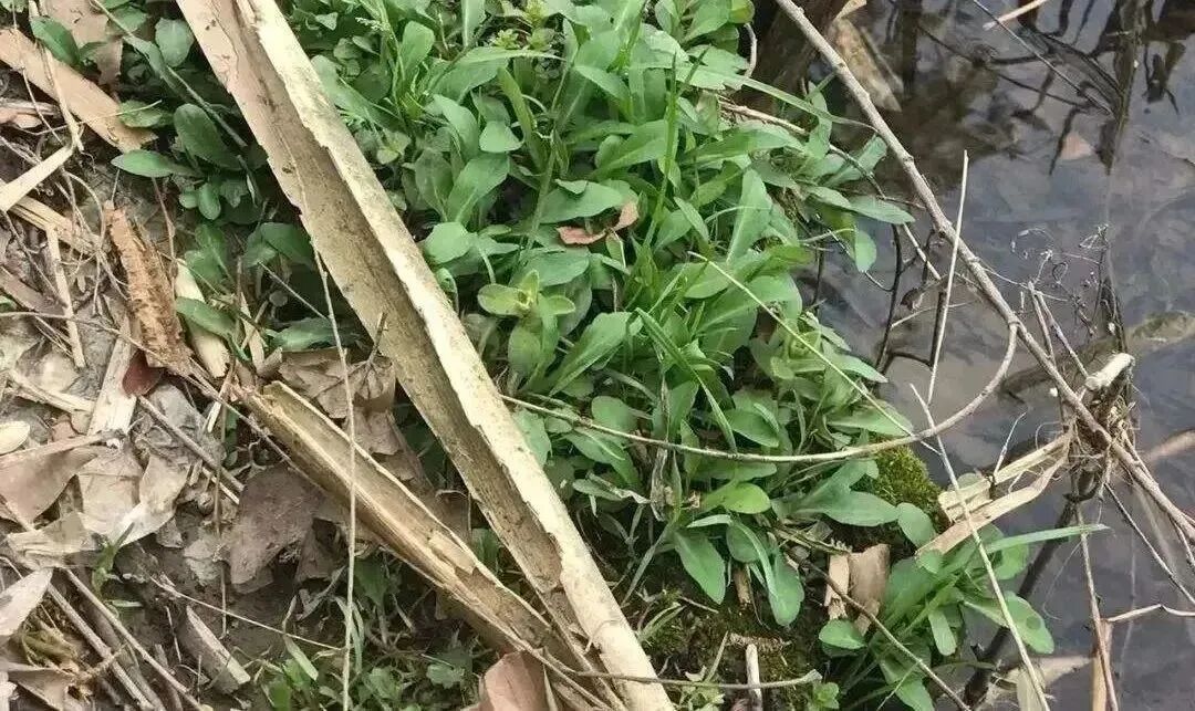 注意!最近大量出现,千万别乱吃!有人被紧急送医抢救 注意!最近大量出现,千万别乱吃!有人被紧急送医抢救