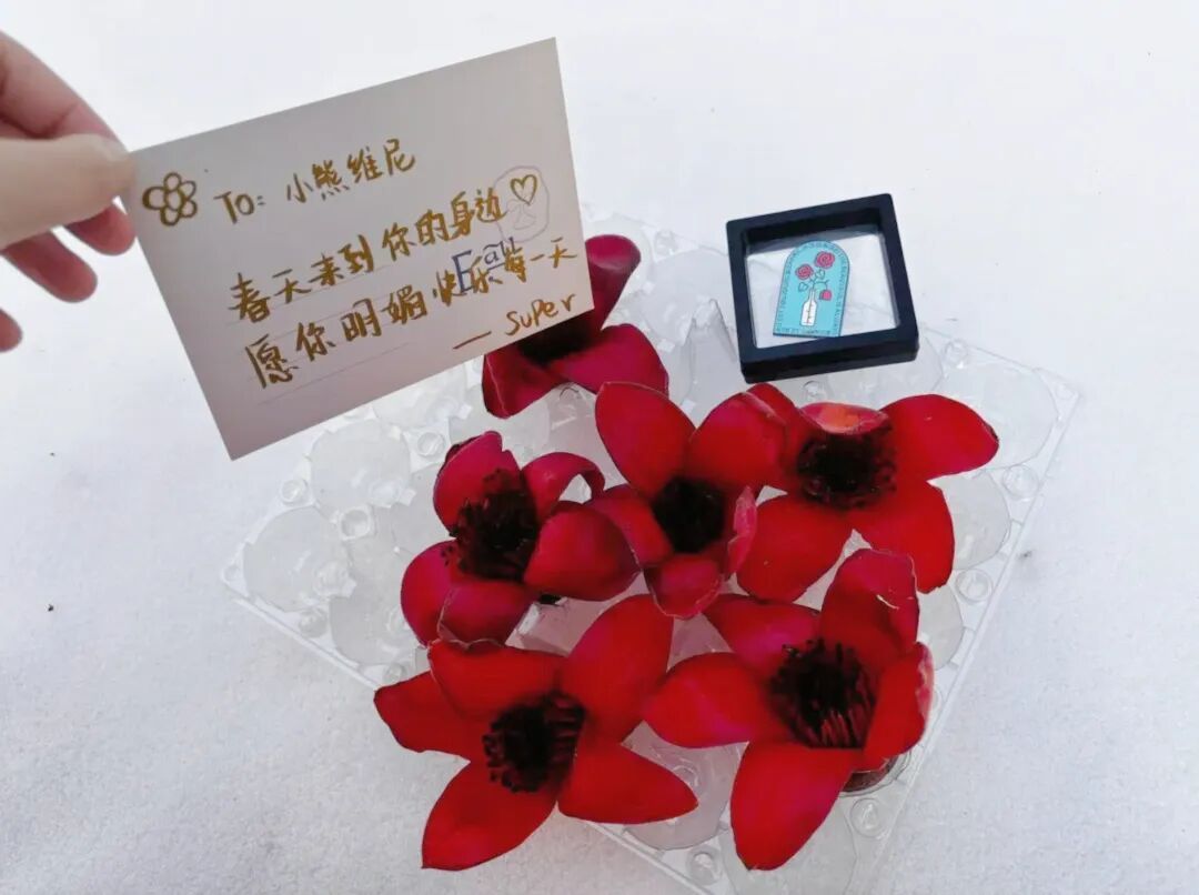 全国网友求邮寄!深圳的木棉花开到了东北的雪地里 全国网友求邮寄!深圳的木棉花开到了东北的雪地里