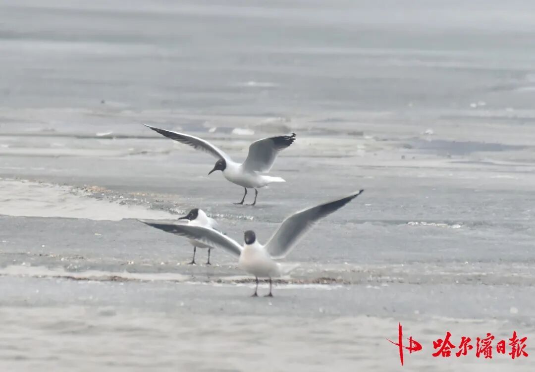 “长情老友”踏春归!江鸥先遣队抵哈,开启长达8个月的陪伴 “长情老友”踏春归!江鸥先遣队抵哈,开启长达8个月的陪伴