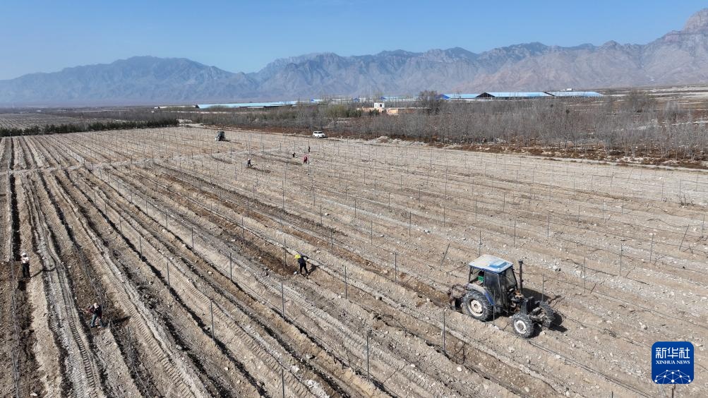 贺兰山下酿酒葡萄展藤 贺兰山下酿酒葡萄展藤