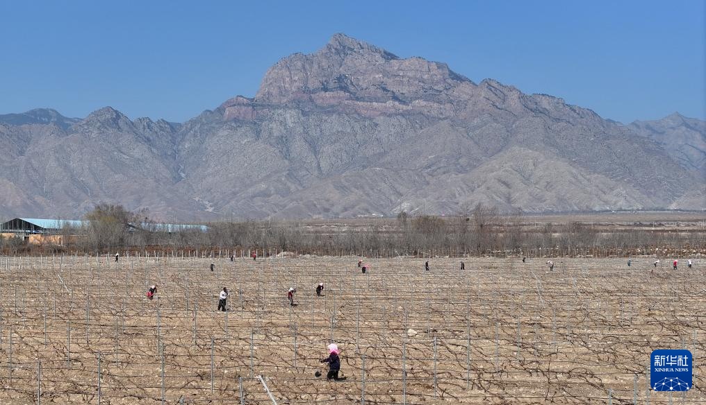 贺兰山下酿酒葡萄展藤 贺兰山下酿酒葡萄展藤