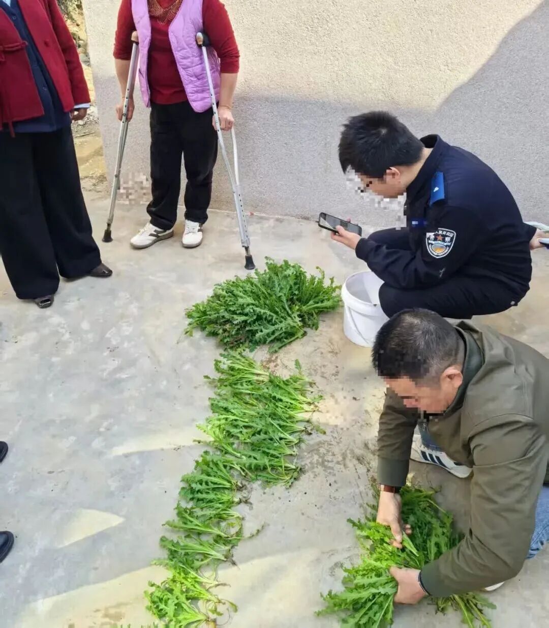 这不是“菜”，更不是“药”！种一株也违法，别让侥幸触碰法律红线
