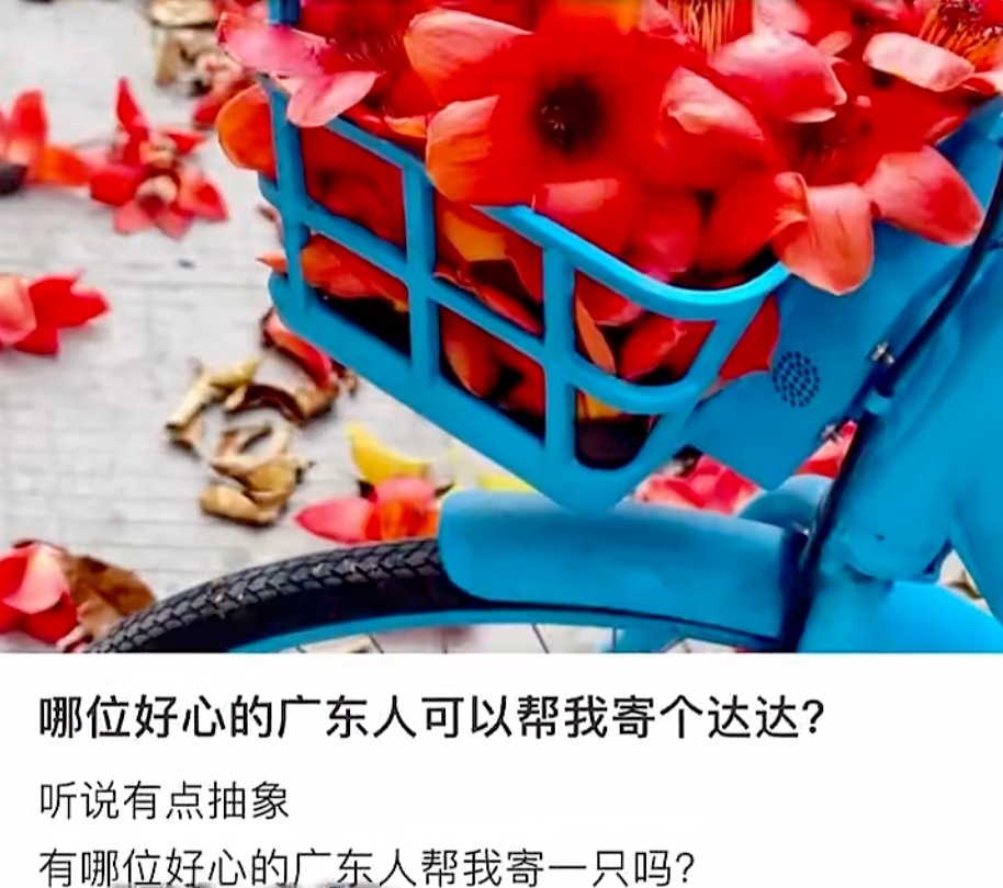 全国网友求邮寄!深圳的木棉花开到了东北的雪地里 全国网友求邮寄!深圳的木棉花开到了东北的雪地里