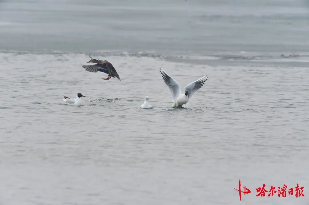 “长情老友”踏春归!江鸥先遣队抵哈,开启长达8个月的陪伴 “长情老友”踏春归!江鸥先遣队抵哈,开启长达8个月的陪伴