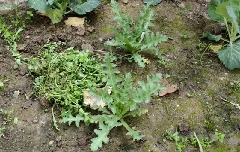 这不是“菜”，更不是“药”！种一株也违法，别让侥幸触碰法律红线