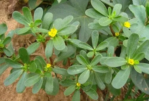 食安科普丨时令野菜抢“鲜”上市 怎么安全食用？