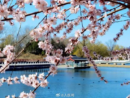 美！圆明园第一波桃花开了