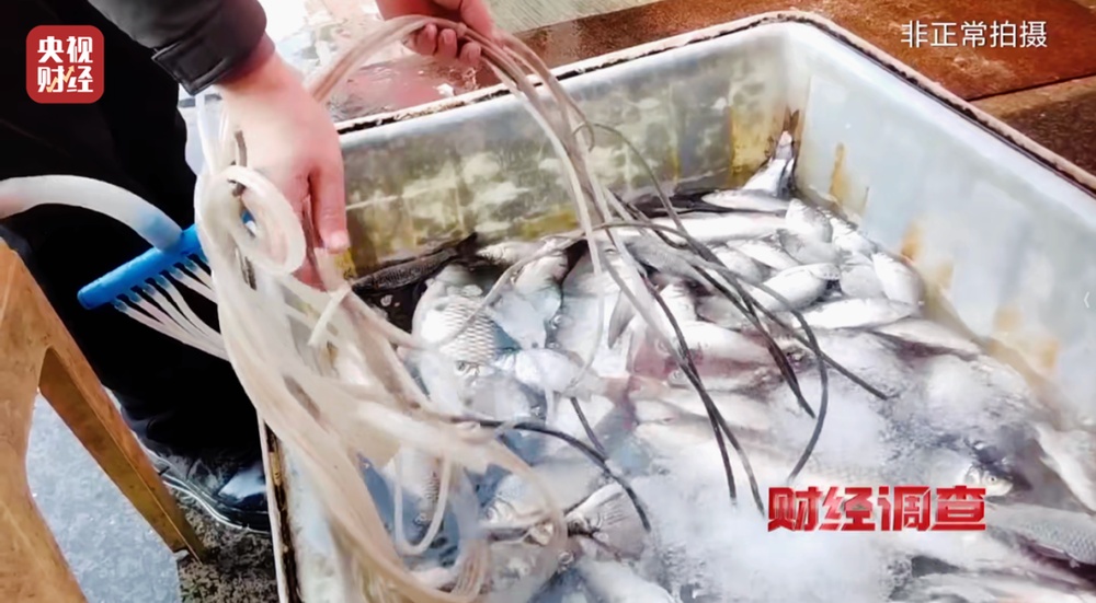 活鱼被人为麻醉流向餐桌,可能“喝过”工业酒精!《财经调查》曝光→ 活鱼被人为麻醉流向餐桌,可能“喝过”工业酒精!《财经调查》曝光→