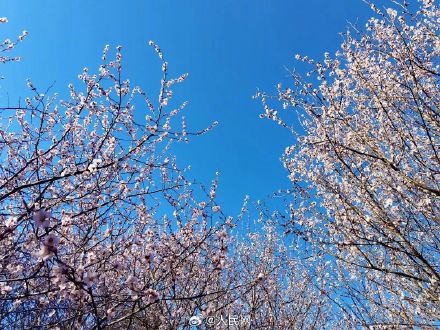 美！圆明园第一波桃花开了