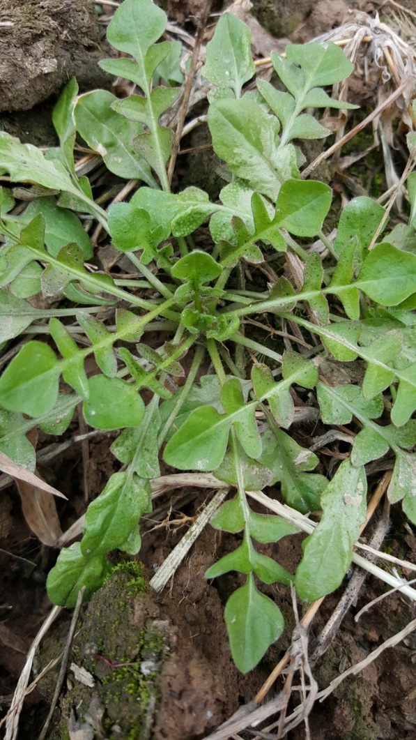 食安科普丨时令野菜抢“鲜”上市 怎么安全食用？